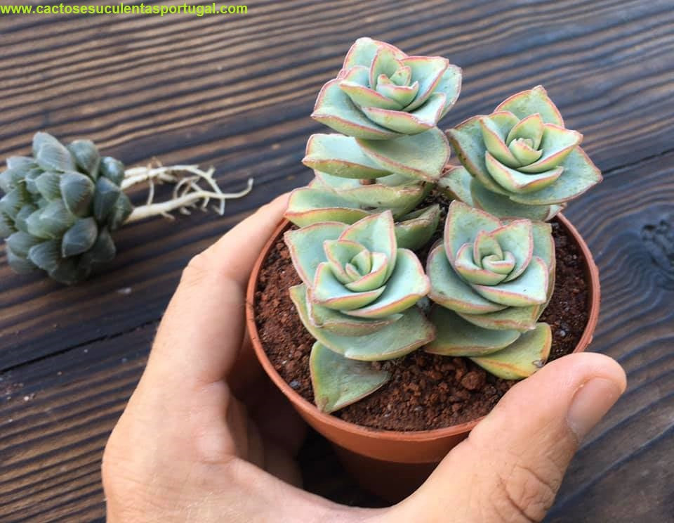 Crassula perforata "Giant Form"
