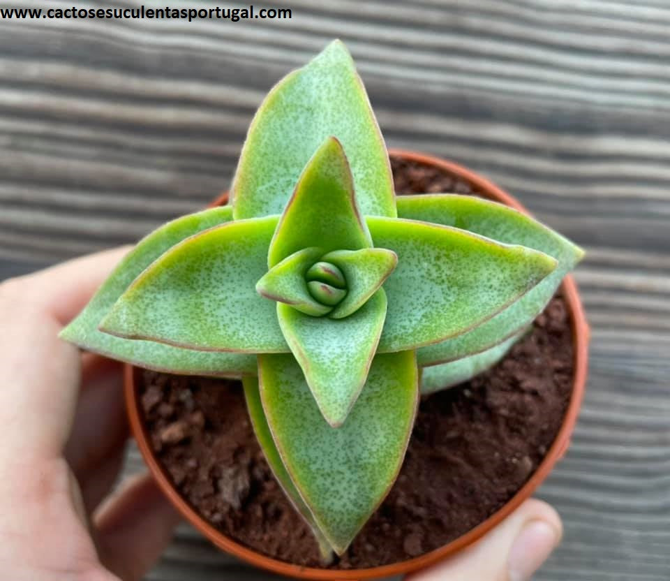Crassula Perforata 'Penhoek Pass'
