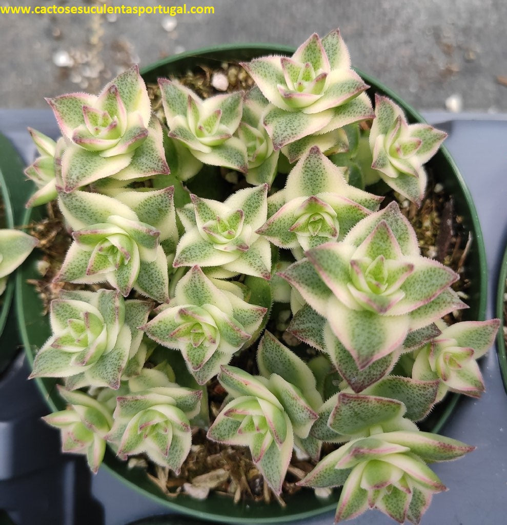 Crassula perforata variegata