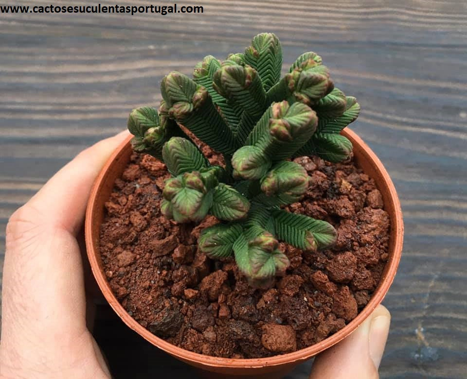 Crassula pyramidalis "Pagoda Mini Jade"