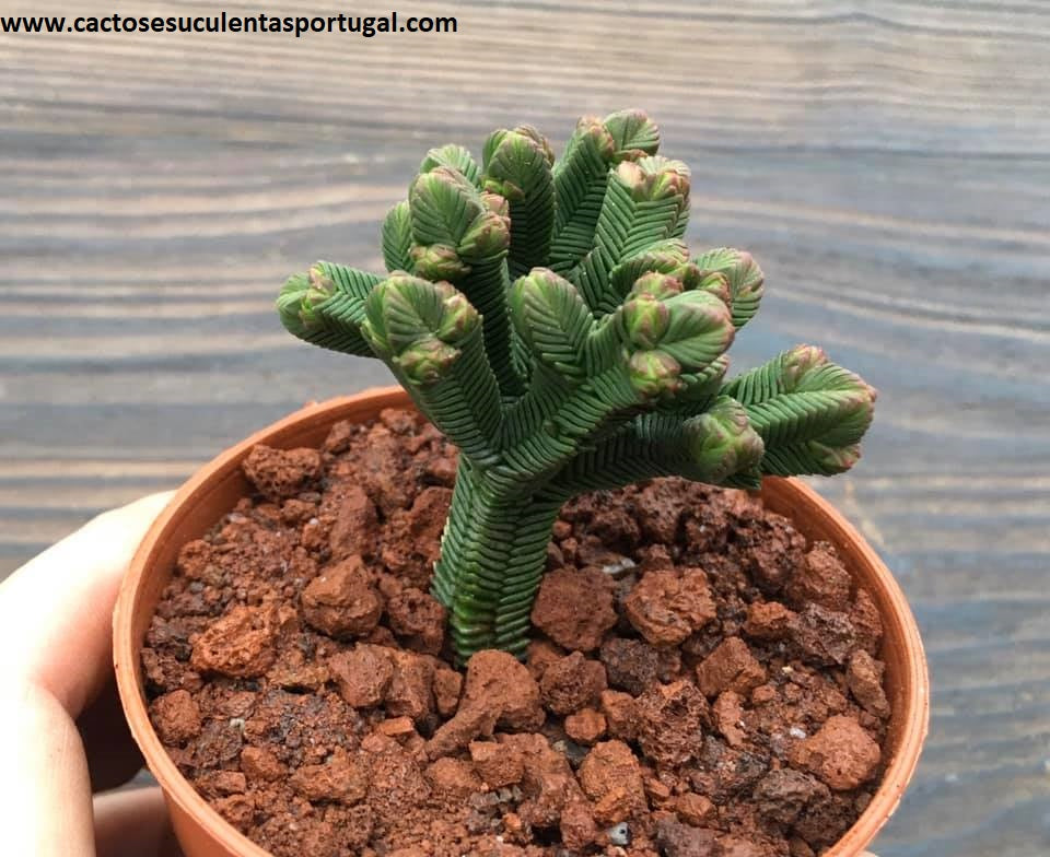 Crassula pyramidalis Pagoda Mini Jade