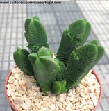 Crassula pyramidalis