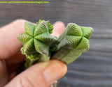 Crassula pyramidalis forma hexagonal, suculenta rara