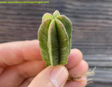 Crassula pyramidalis forma hexagonal, suculenta rara