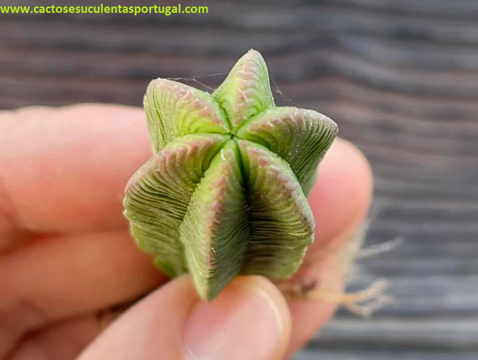 Crassula pyramidalis forma hexagonal, suculenta rara