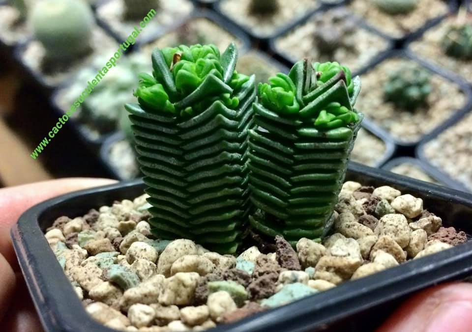 Crassula pyramidalis x congesta