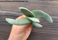 Crassula rochea falcata, ‘Boomerang plant’