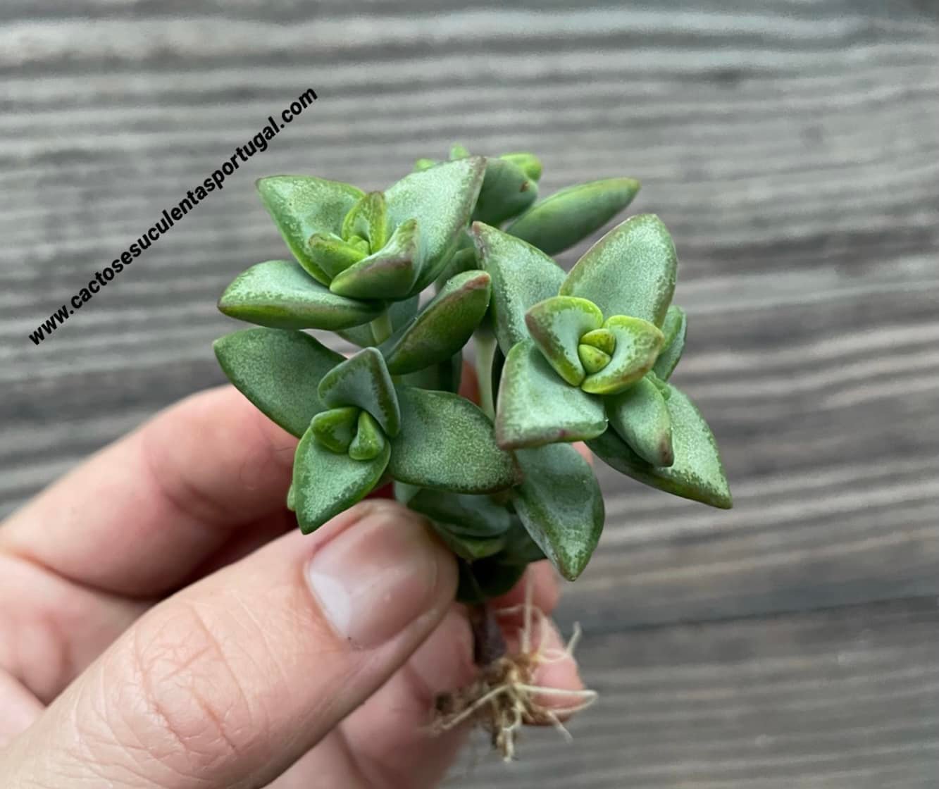 Crassula rupestris 'Rosary Vine'