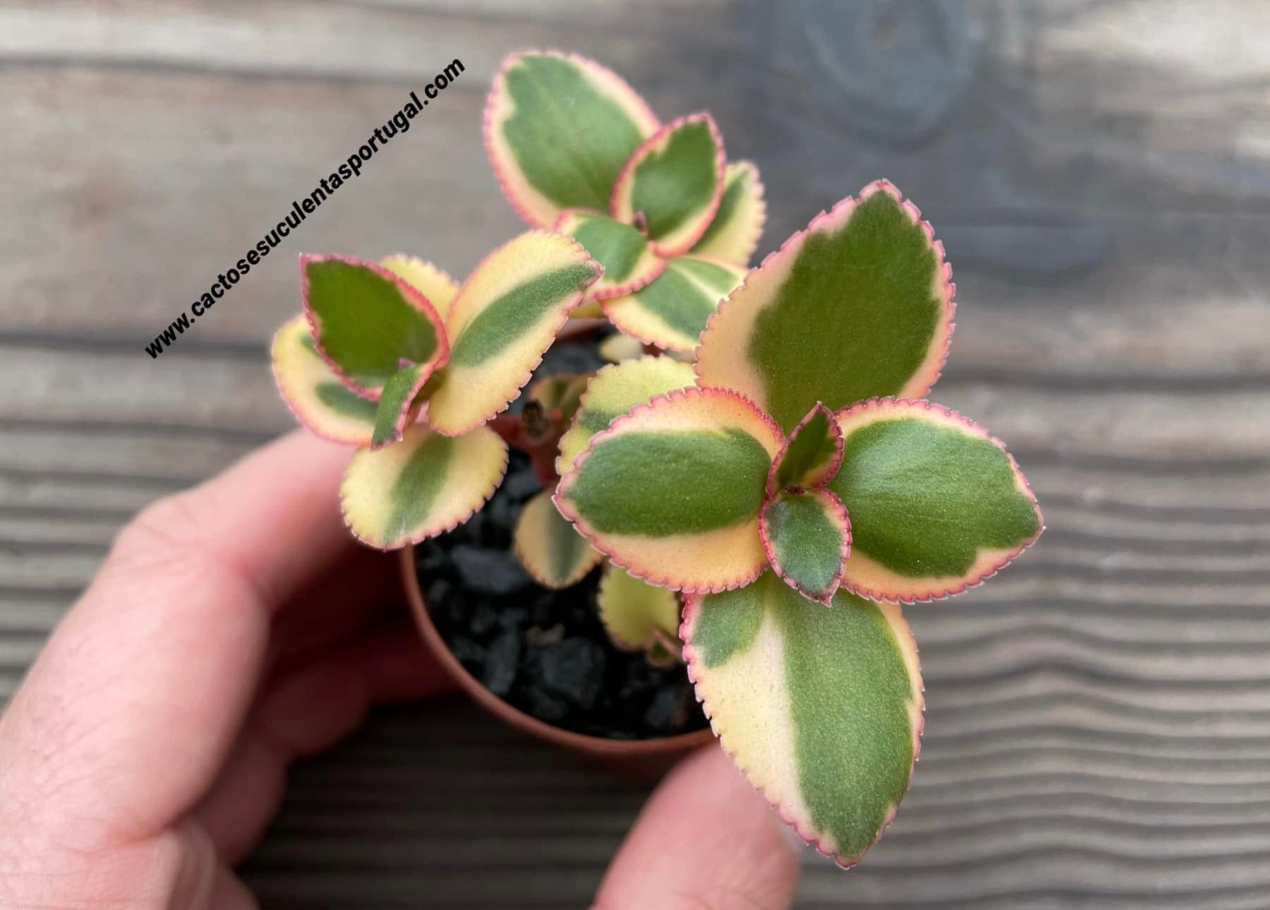 Crassula sarmentosa f. variegata