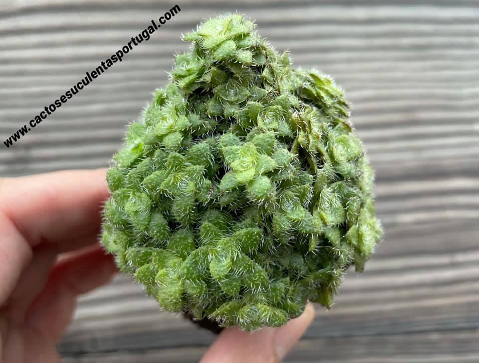 Crassula setulosa v. 'Transvaal Drakensberg'