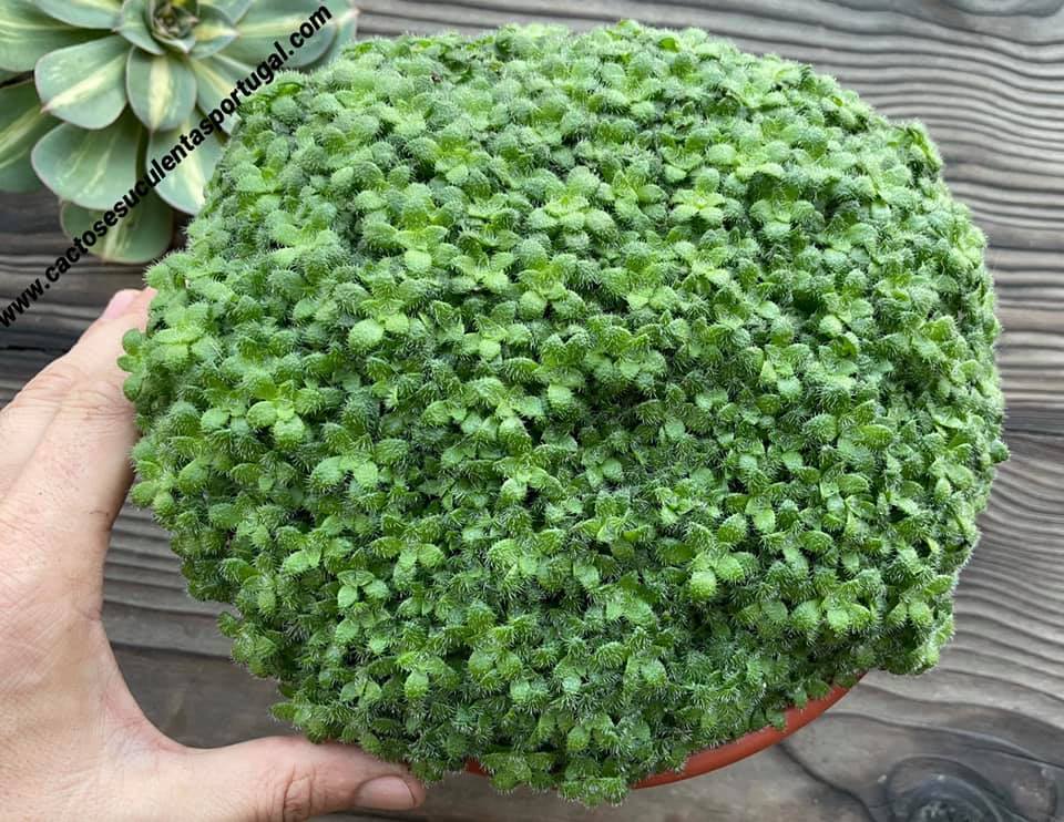 Crassula setulosa v. 'Transvaal Drakensberg' 