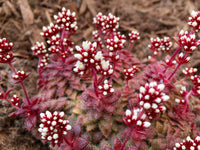Crassula setulosa v. 'Transvaal Drakensberg' flower