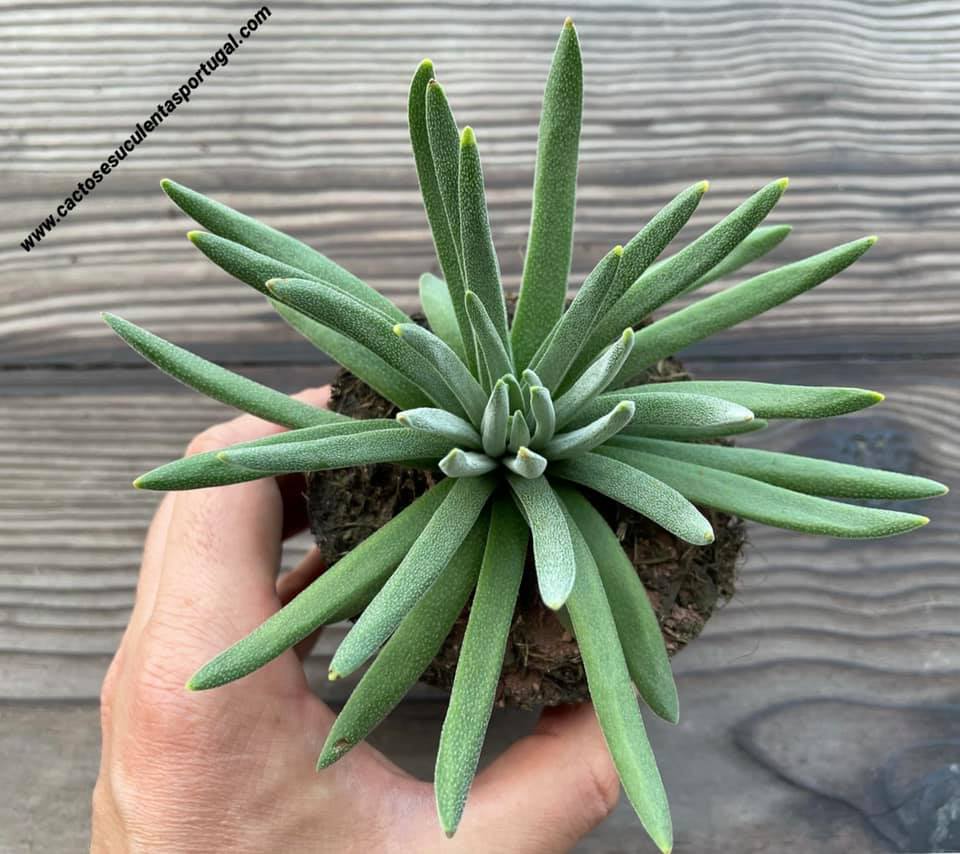Crassula sp. 'Mossel Bay'