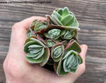 Crassula tomentosa var. glabrifolia