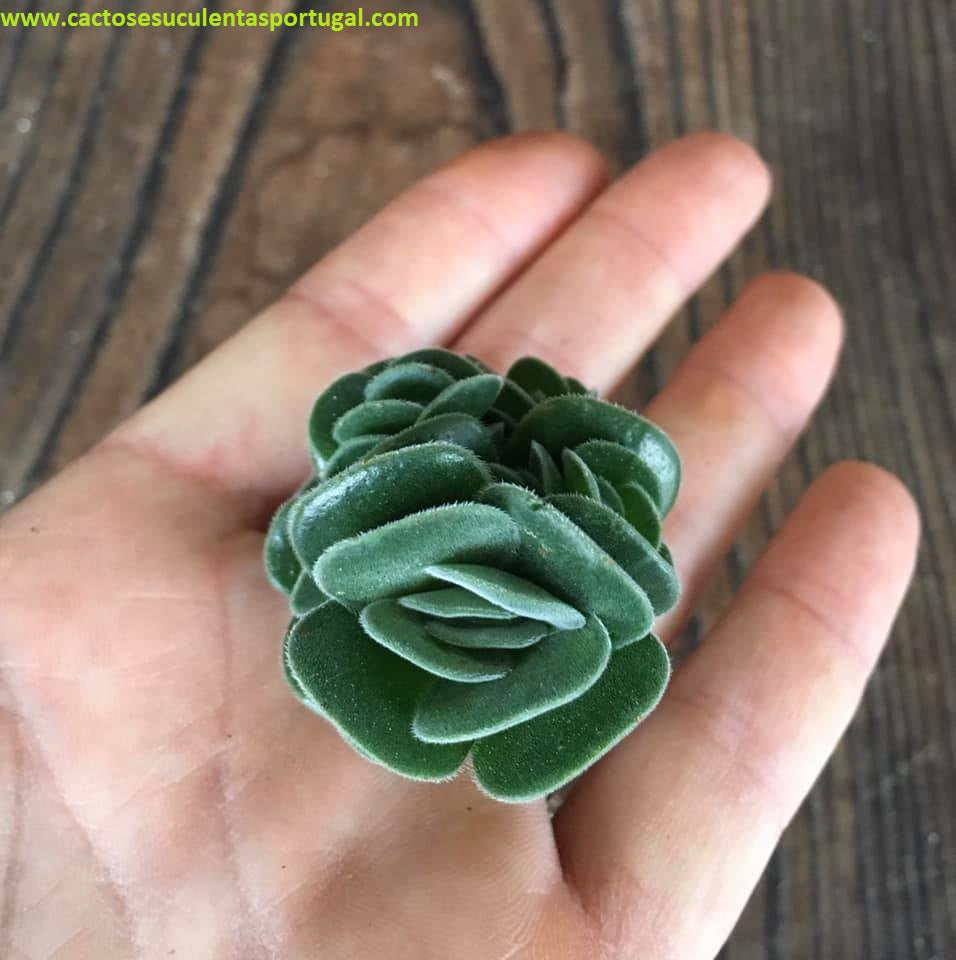 Crassula tomentosa var. glabrifolia x Crassula susannae
