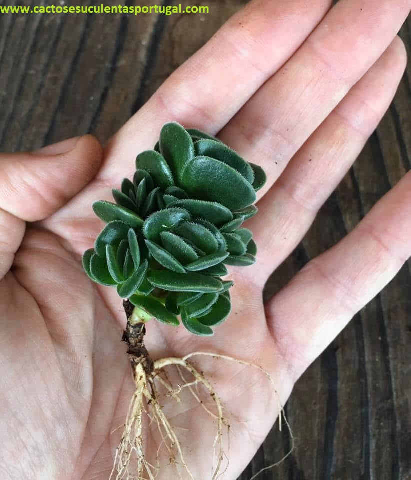 Crassula tomentosa var. glabrifolia x Crassula susannae  Crassula Damsel
