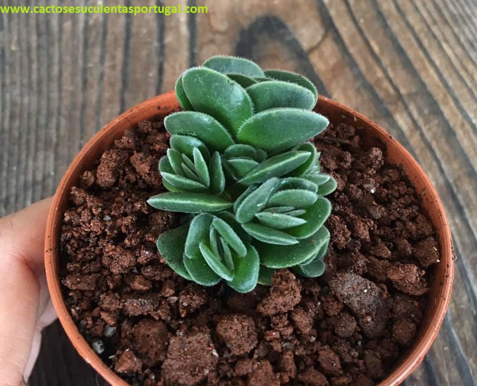 Crassula tomentosa var. glabrifolia x Crassula susannae