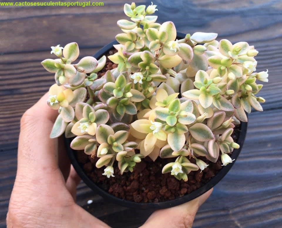 Crassula volkensii f. variegata