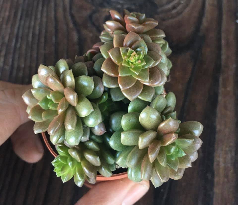 Cremnosedum 'Little Gem' (pequena joia)