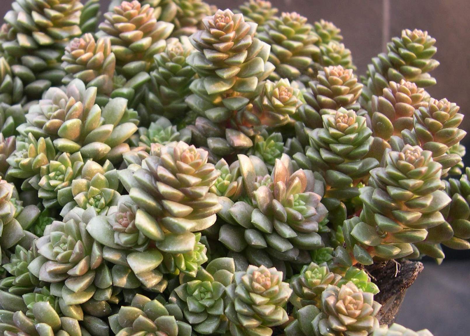 Cremnosedum 'Little Gem' (pequena joia)