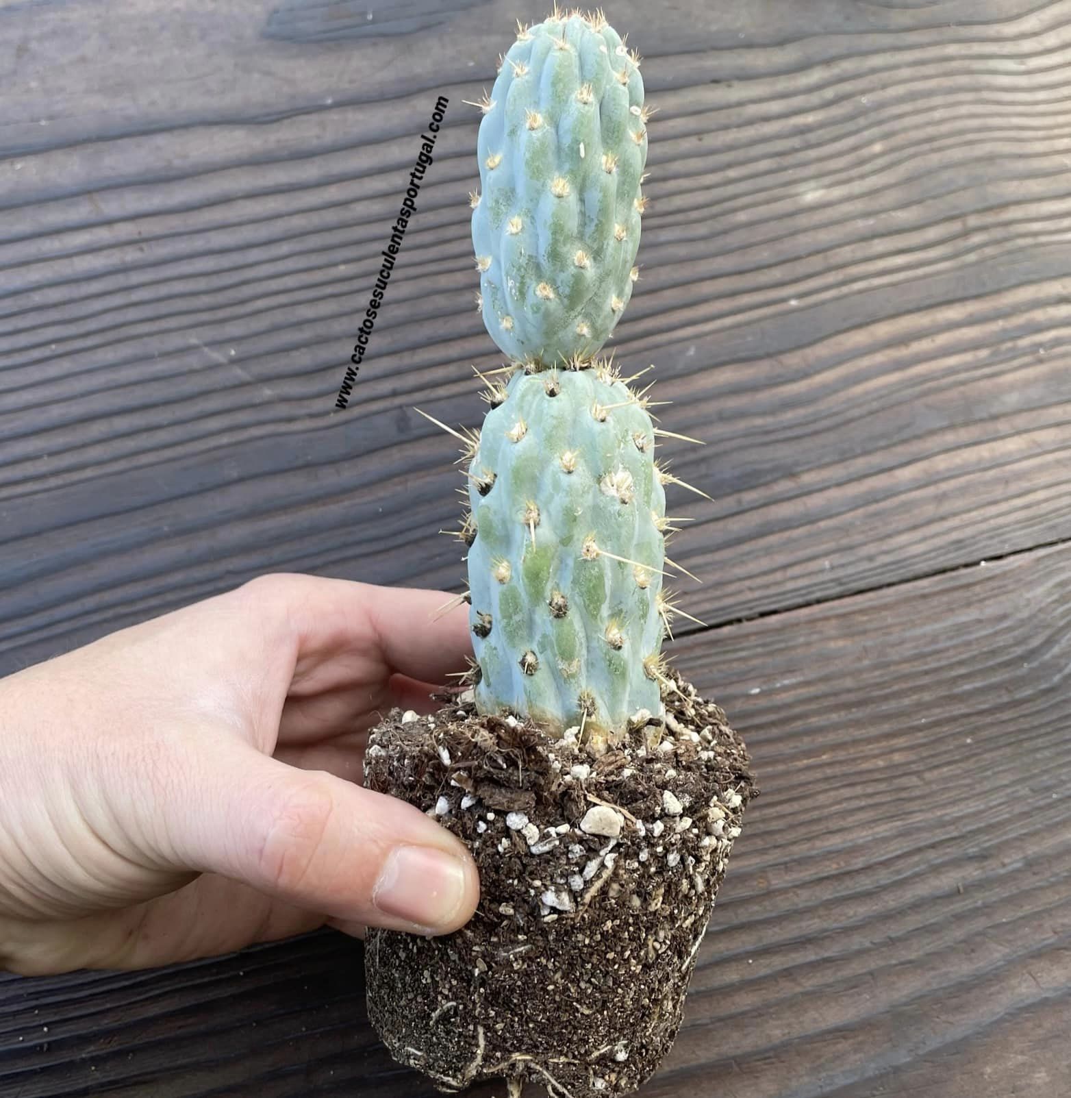 Cylindropuntia miquelii