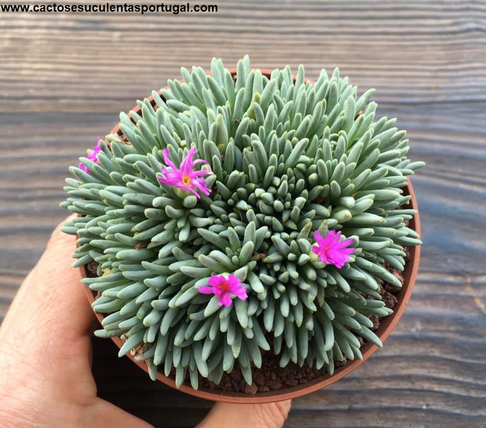 Delosperma Sphalmanthoides