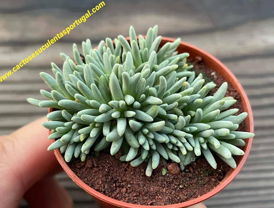 Delosperma Sphalmanthoides