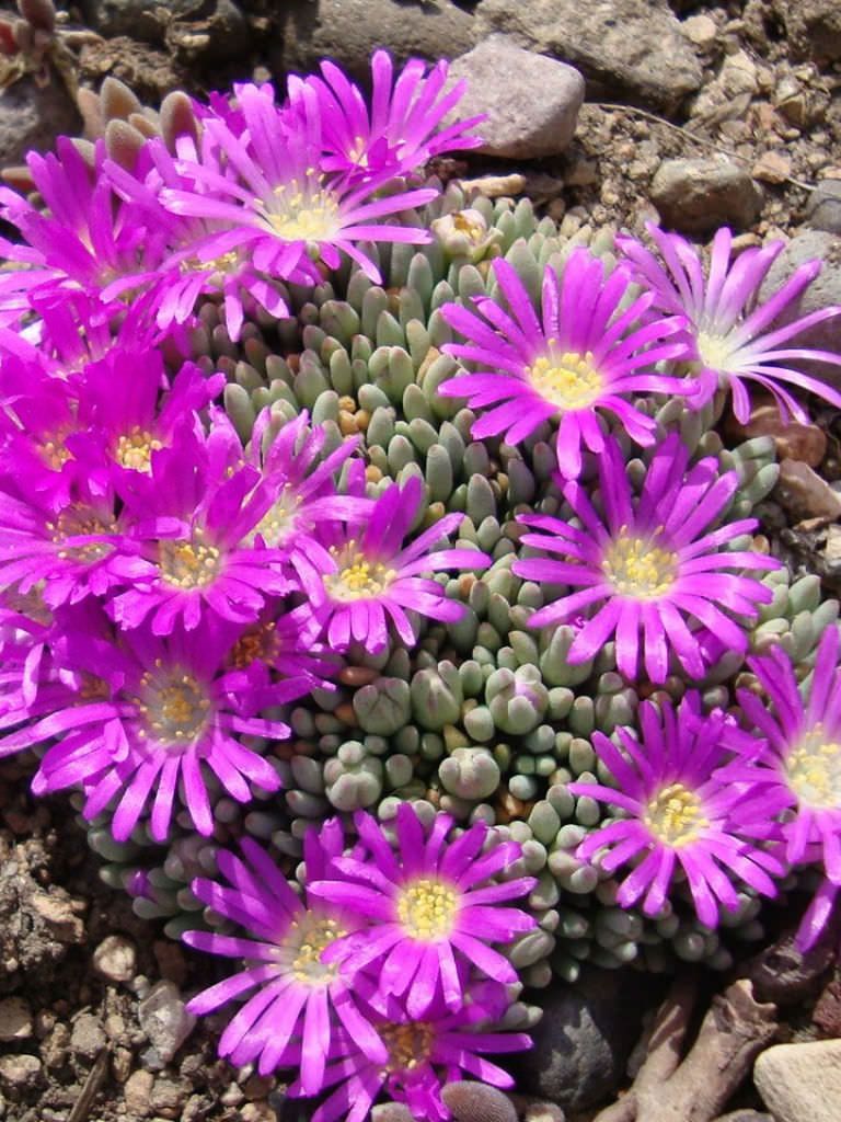 Delosperma Sphalmanthoides