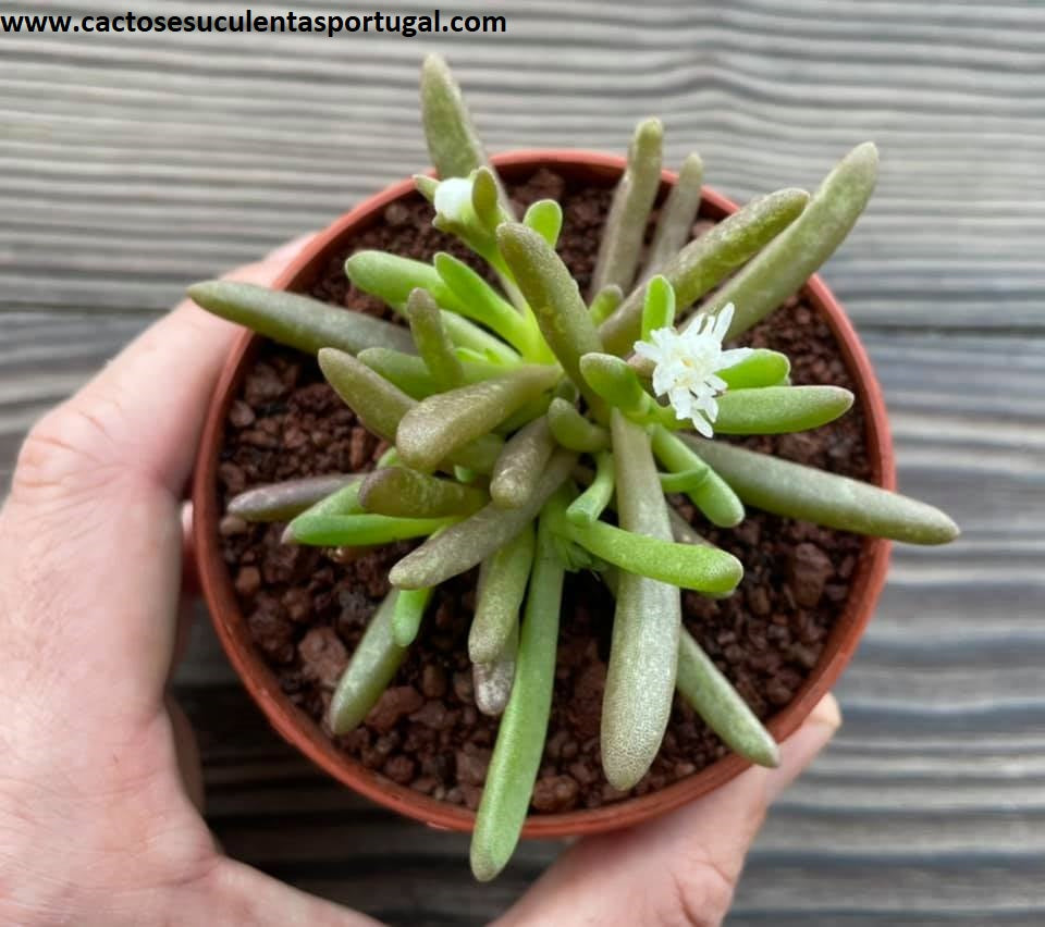 Delosperma esterhuyseniae