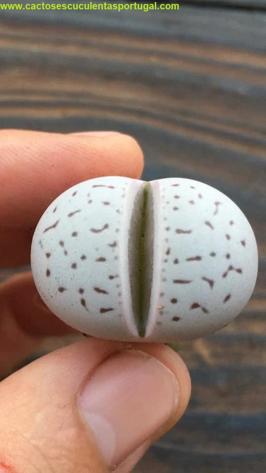 Dinteranthus vanzylii