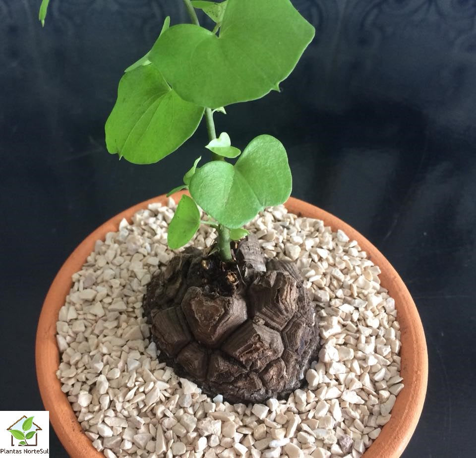Dioscorea "elephantipes