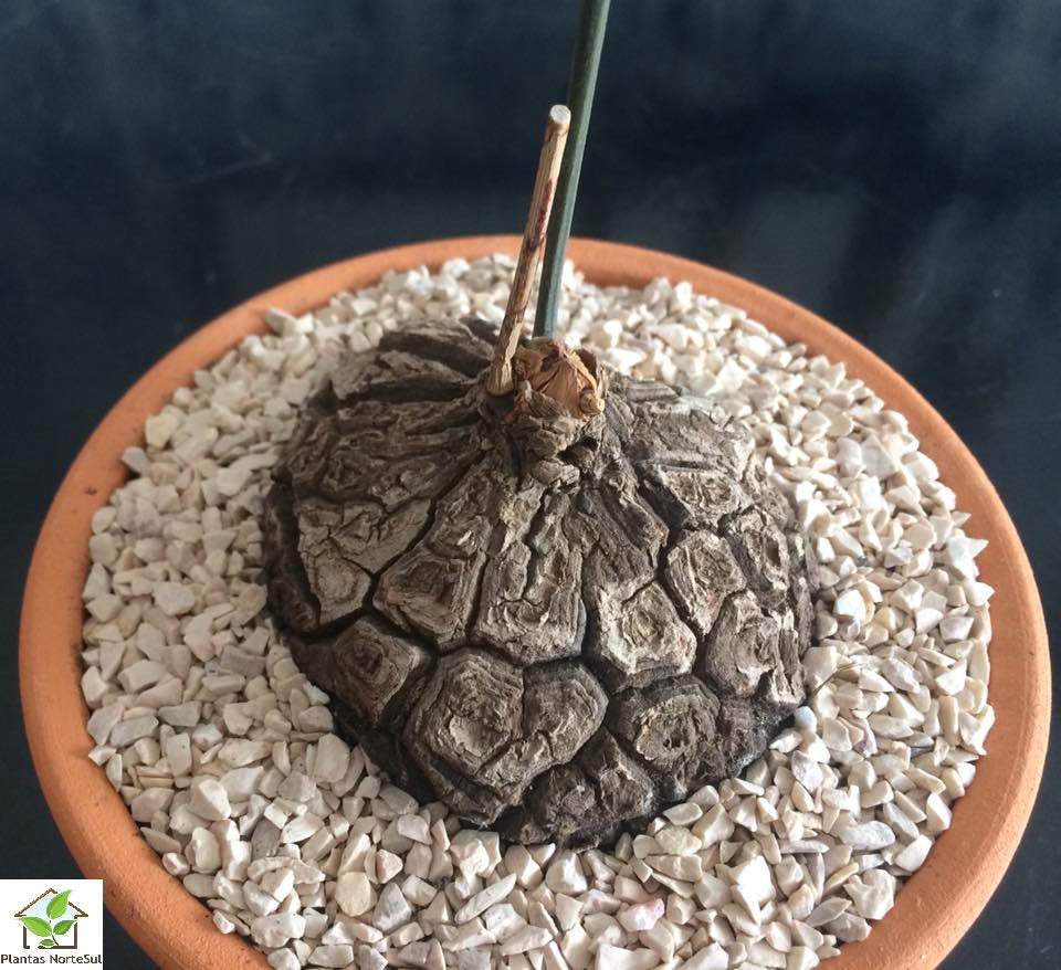 Dioscorea "mexicana"
