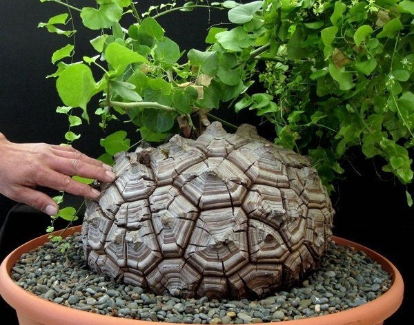 Dioscorea elephantipes