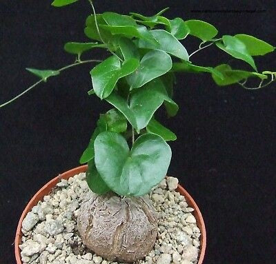 Dioscorea elephantipes