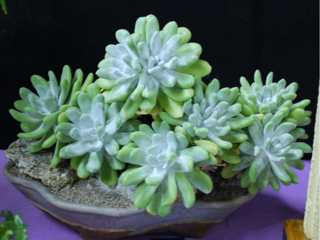 Dudleya pachyphytum (Cedros Island Liveforever)