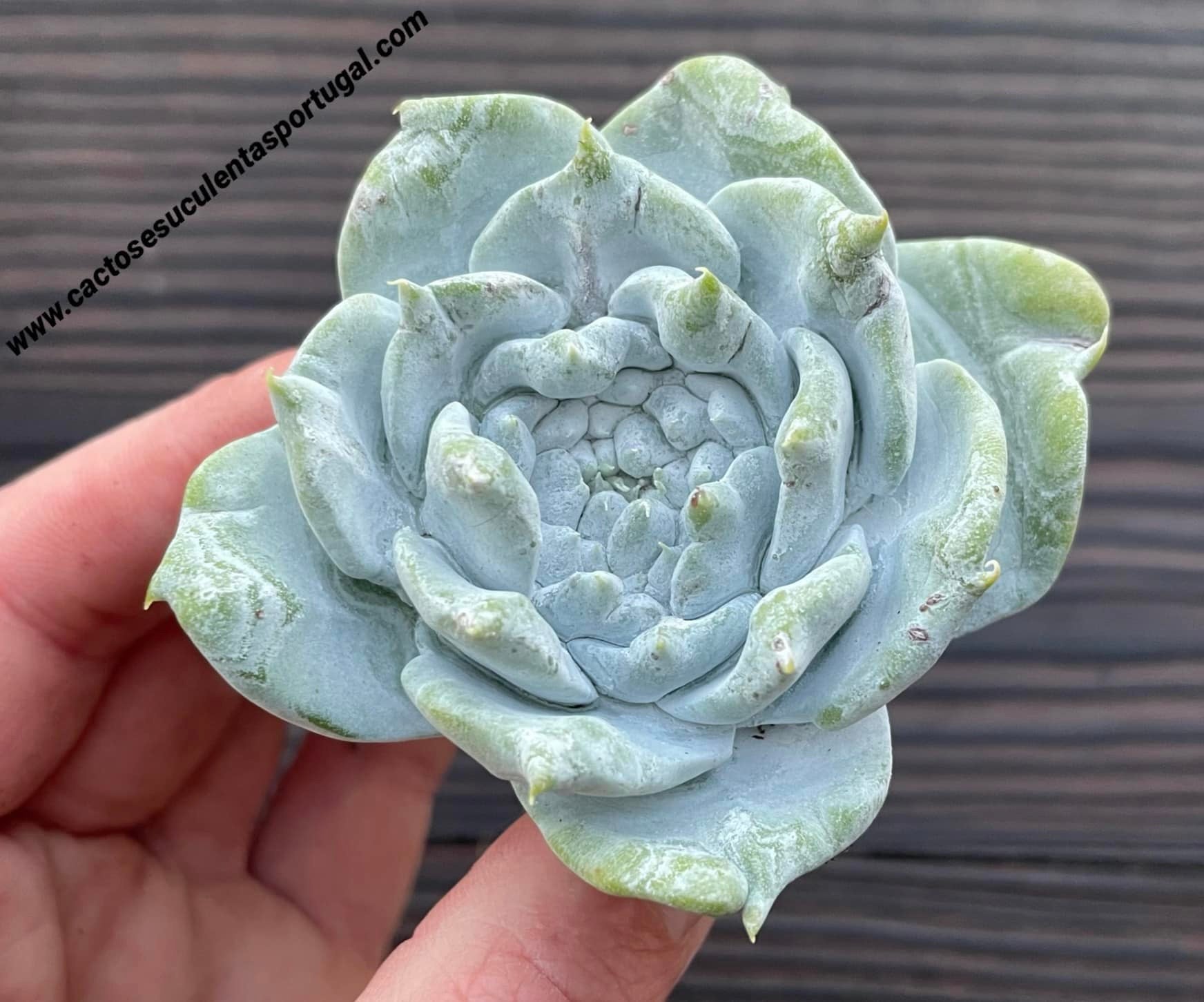 Dudleya 'Baron' x pulverulenta 