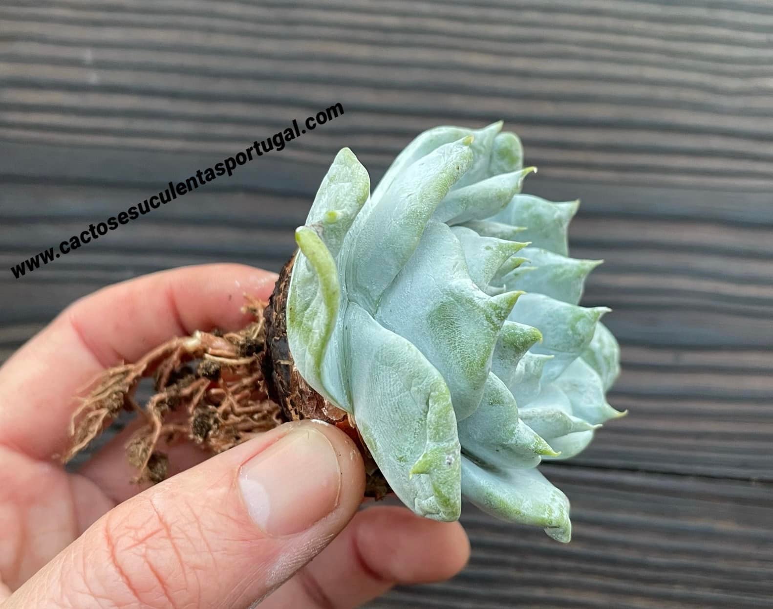 Dudleya 'Baron' x pulverulenta 
