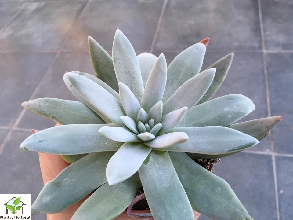 Dudleya brittonii