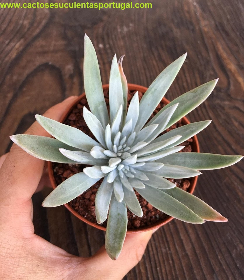 Dudleya caespitosa