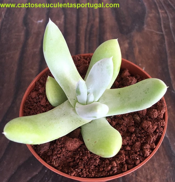 Dudleya pachyphytum (Cedros Island Liveforever)