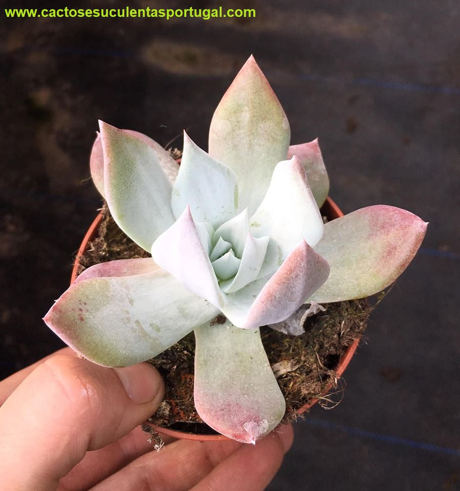 Dudleya pulverulenta x brittonii