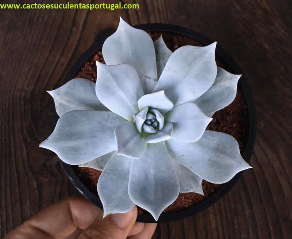 Dudleya Pulverulenta x Brittonii 