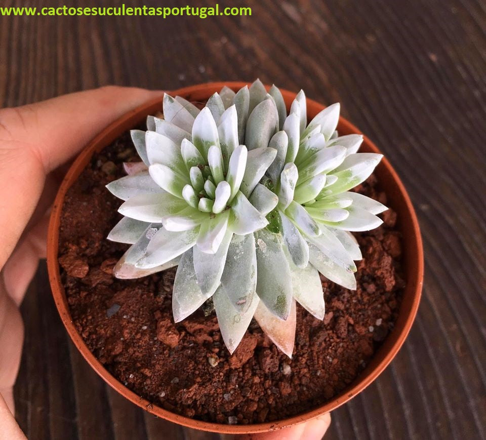 Dudleya greenei