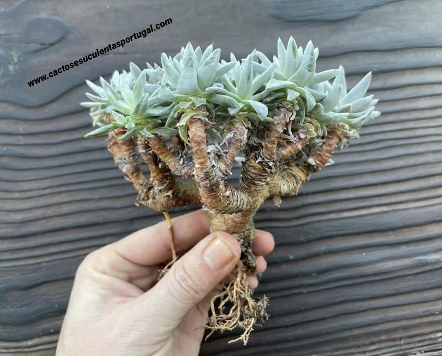Dudleya greenei, form. bonsai bouquet