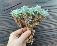 Dudleya greenei, form. bonsai bouquet