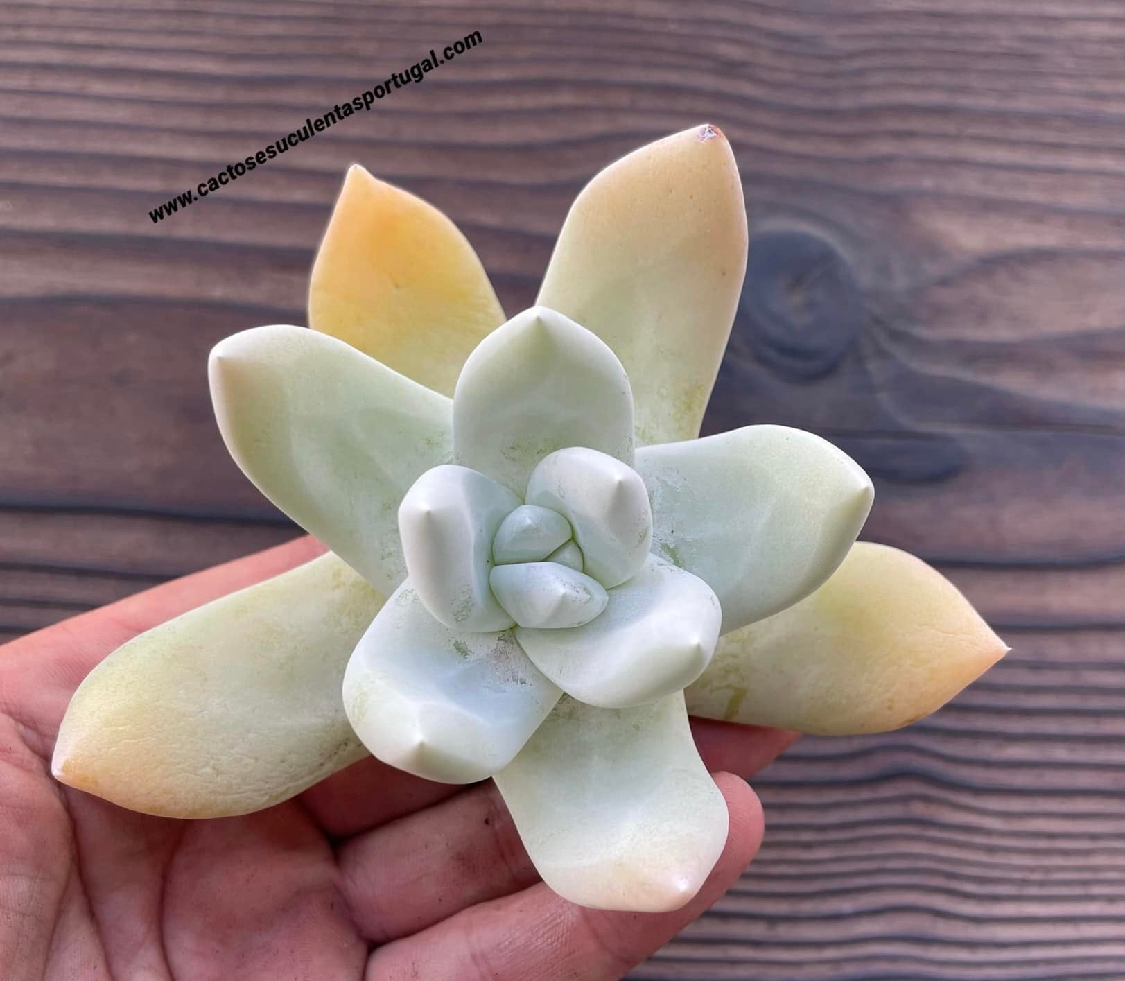 Dudleya pachyphytum