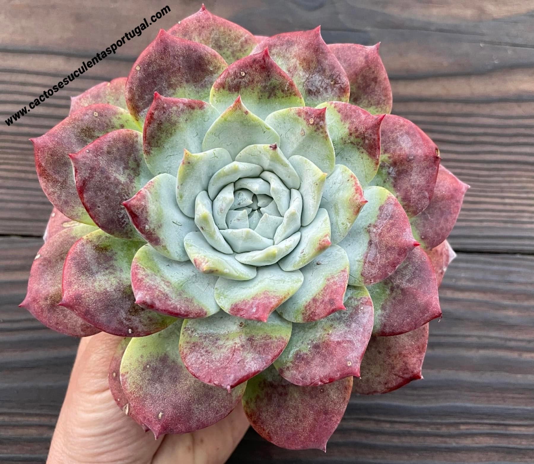  Dudleya pulverulenta spp.
