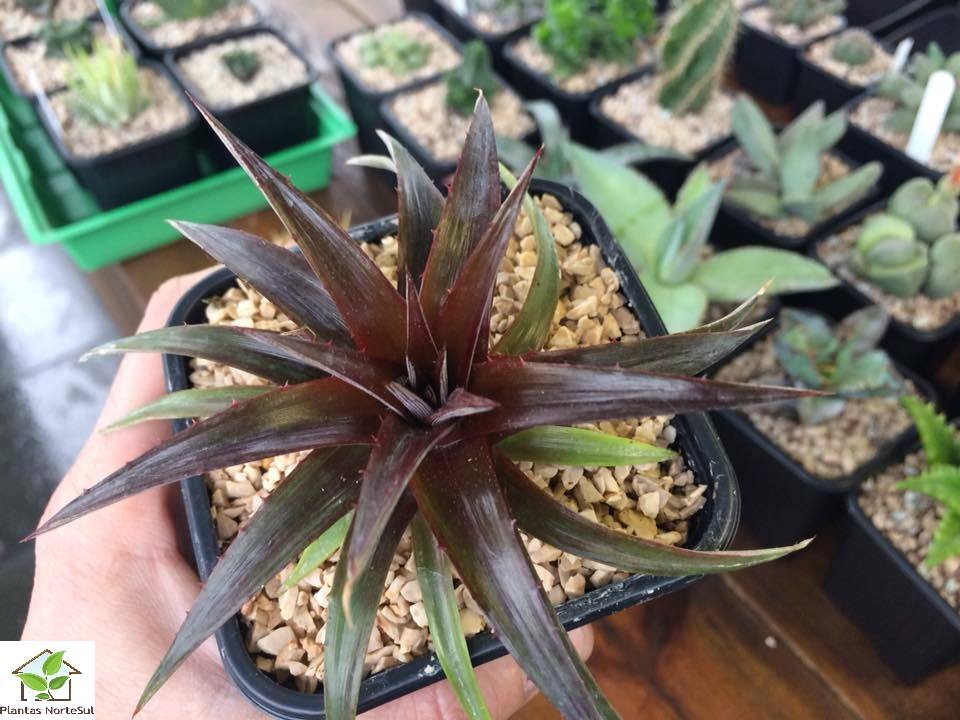 Dyckia 'Cabernet'