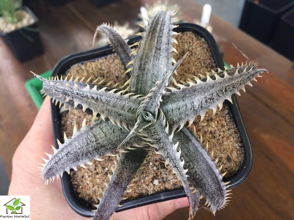 Dyckia marnier lapostollei