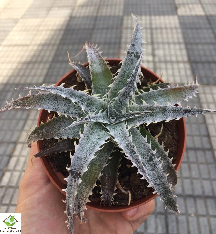 Dyckia marnier lapostollei